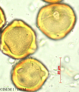 Dodonaea viscosa - lame n° 29424